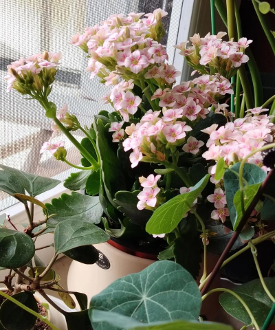 家庭养花用生根粉