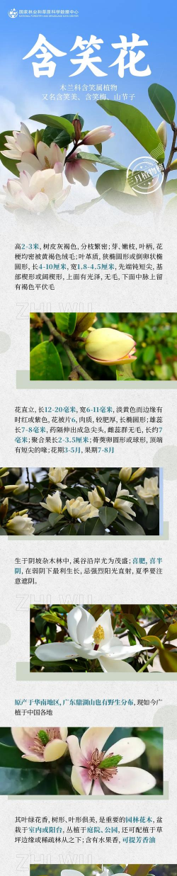 花含笑的下一句是什么