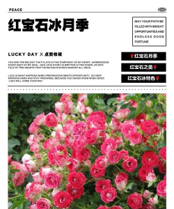 红宝石花象征意义是什么