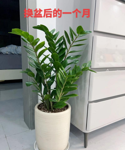 金钱树换盆放的什么的