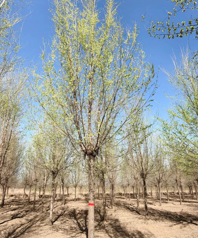 白榆的栽培技术