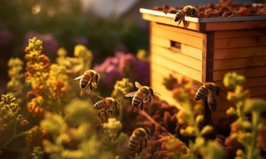 蜜蜂箱养花