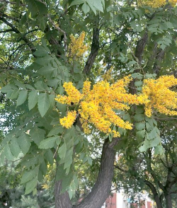 栾树适合什么土壤