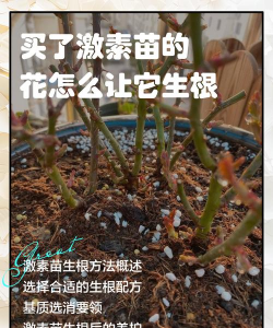 家庭养花用生根粉