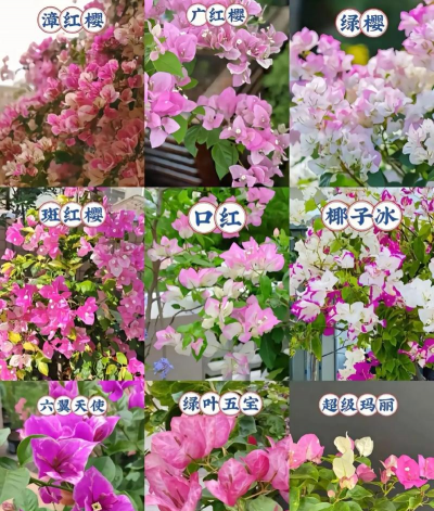 三角梅的简称叫什么