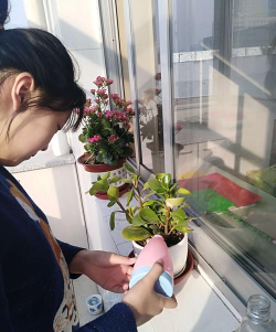 家庭养花用生根粉