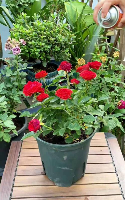 家庭养花用生根粉