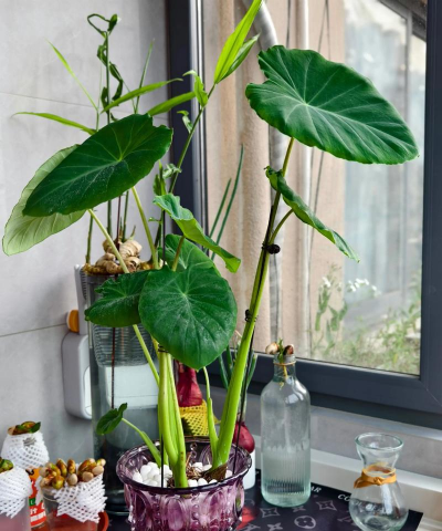 家庭养花用生根粉