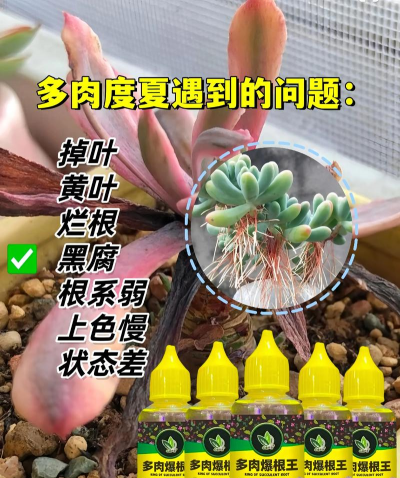 家庭养花用生根粉