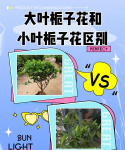 栀子花和什么花互相对应
