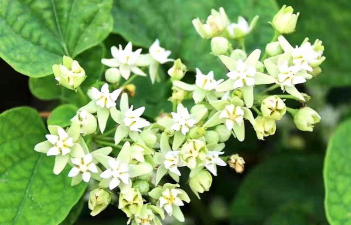 制何首乌花是什么样的