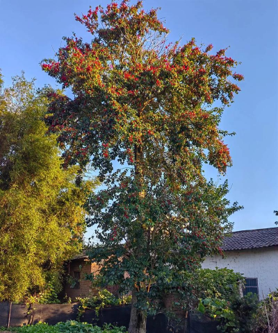 冬青长出红果是怎么回事