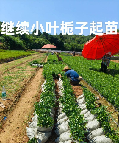 贵州小叶栀子花苗怎么卖