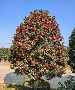 无刺枸骨的花长什么样