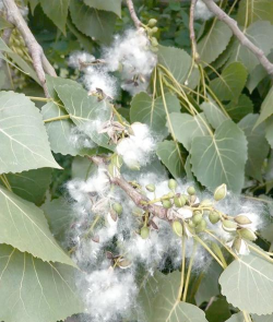 白杨树花什么时候没有