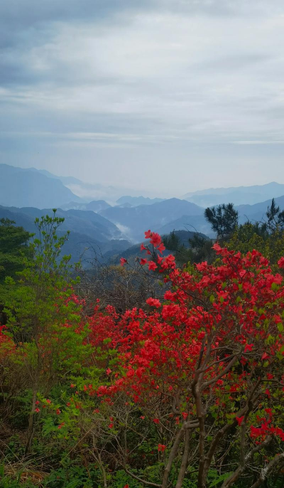 磐安县的县花是什么花