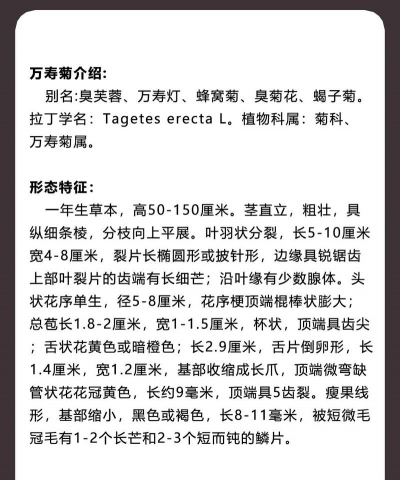 万寿菊的别名是什么