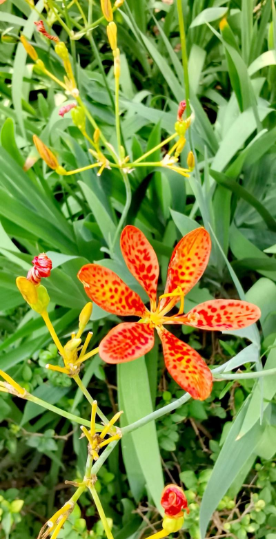 射干开罢花后怎么处理