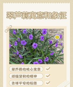 用什么形容词形容翠芦莉