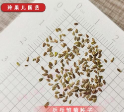 乒乓球菊种子什么样子的