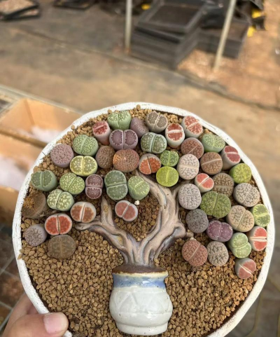 什么生石花好看