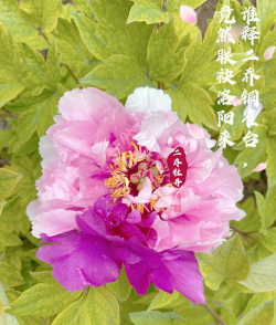 牡丹花二乔长什么样