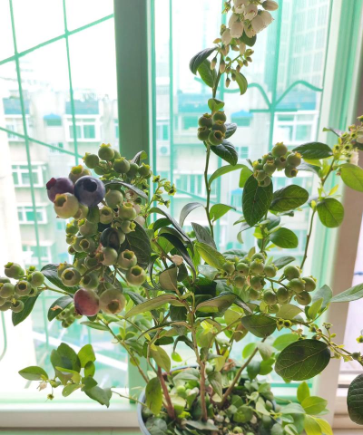 家庭养花用生根粉