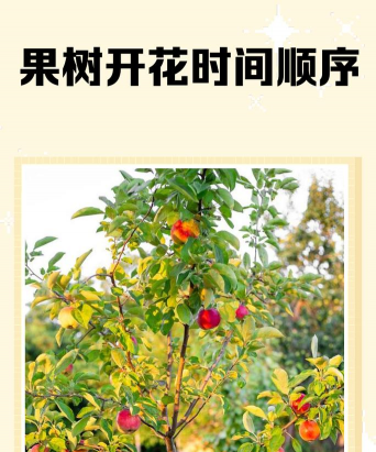 什么果一年以后才开花啊