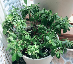 家庭养花用生根粉