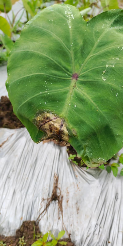种植香芋怎么防虫害腐烂