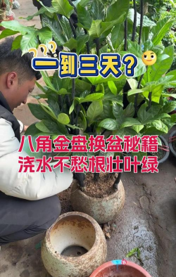 八角金盘怎么浇水