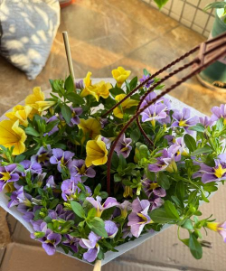 家庭养花用生根粉