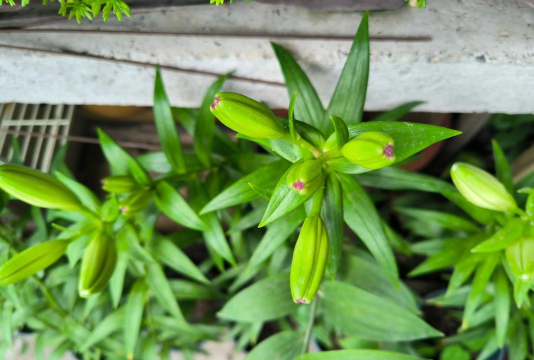 狐尾百合是什么意思