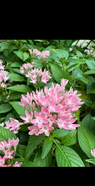 五星花是什么草本植物