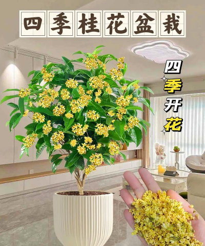 怎么八月桂开花