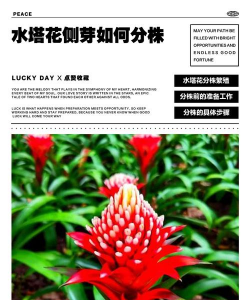 家庭养花用生根粉