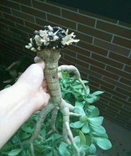 家庭养花用生根粉