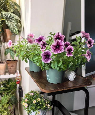 家庭养花用生根粉