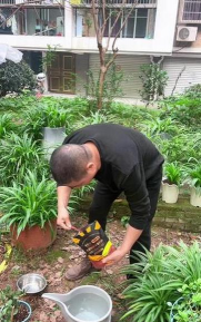 家庭养花用生根粉