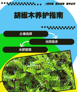 胡椒木怎么养家庭养法