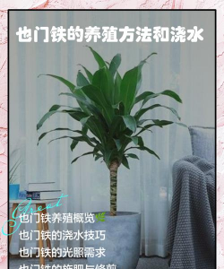 也门铁植物怎么养