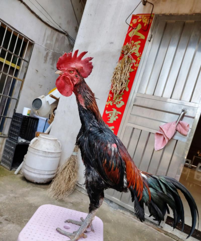 斗鸡冠子什么样的好