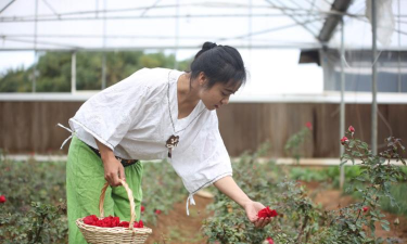 家庭养花用生根粉