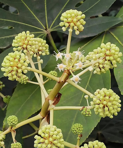 八角金盘属于什么科植物