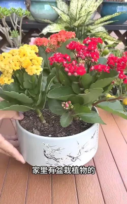 家庭养花用生根粉