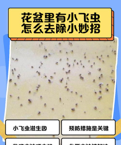 养花消除飞虫