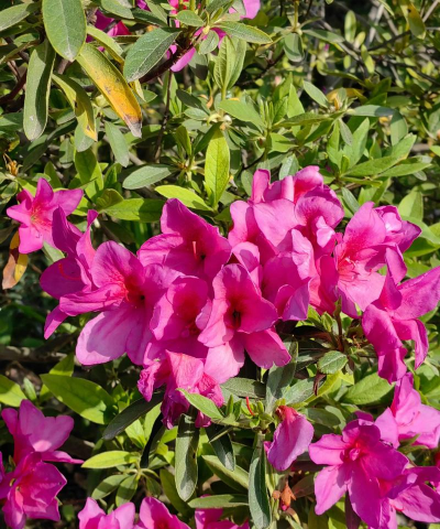 武汉植物园5月有什么花