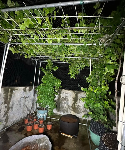 家庭养花用生根粉