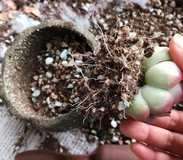 家庭养花用生根粉