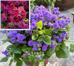 大花藿香蓟种子怎么种